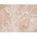 Гарда GA 0050 270х400  низ (1,08/77,76)